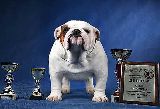 Champion bulldog Oscar